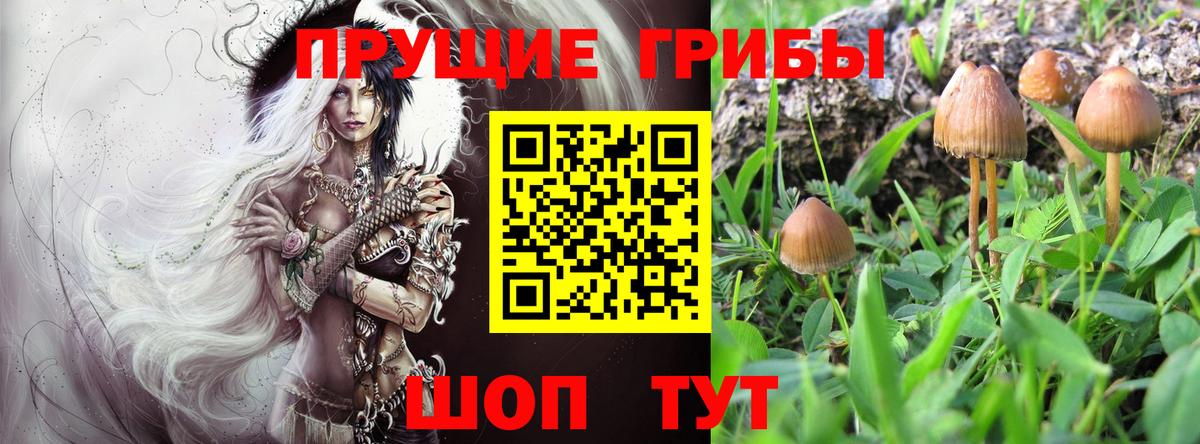 Псилоцибиновые грибы мицелий Балашов